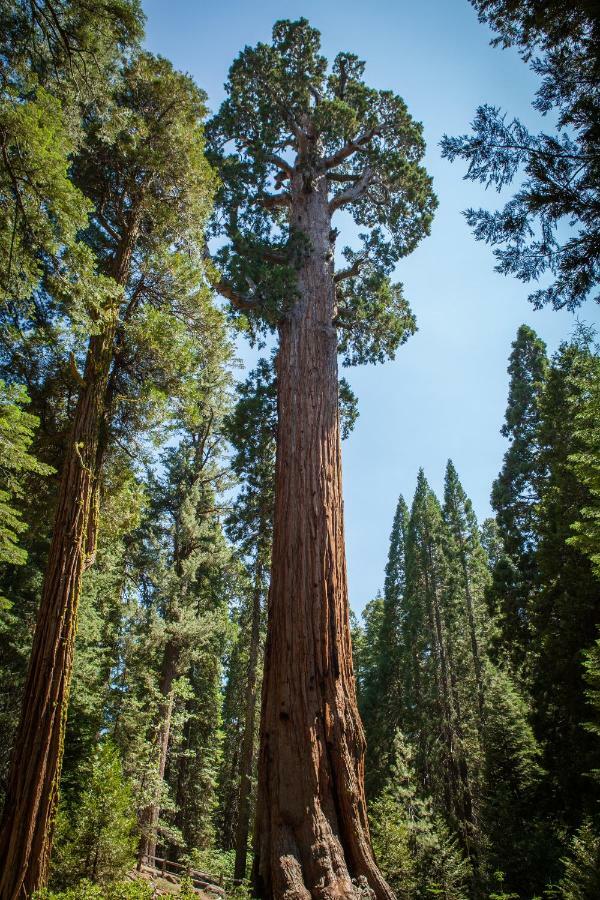 Stony Creek Lodge Parc national de Sequoia Extérieur photo